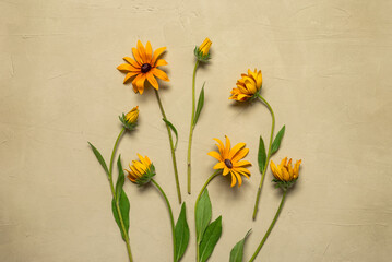 Obraz premium Composition of yellow rudbeckia flowers, beige stucco background. Top view, flat lay.