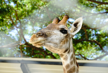 Giraffe in the zoo./Close up giraffe head with tree background