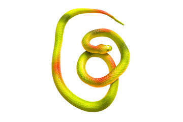Colorful snake isolated on white PNG