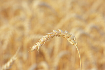 ear of wheat in the sunset light