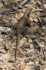 Western Fence Lizard