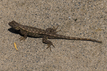 Western Fence Lizard