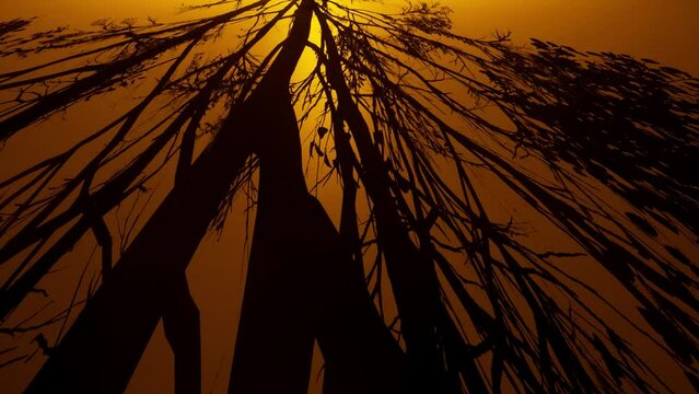 animation of a moving tree shadow or silhouette on an orange background. Abstract dark halloween backdrop looks scary