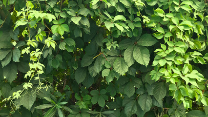 Green foliage. Background covered with green leaves. Green leafy vines for background. Real Shot.