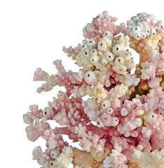 Coral isolated on white background © Dmitry