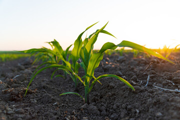 Young corn field. Corn Maize agriculture nature field. Growing corn. Food agriculture