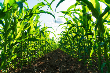 Corn plantation. Farm of maize plants. Growing corn. Agriculture concept