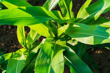 Green corn. Green Maize Plants