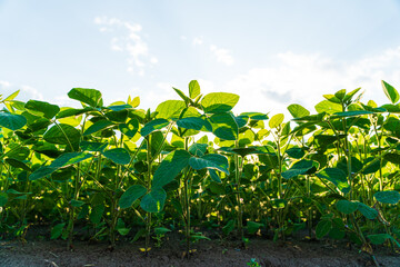 Young soy field. Soybeans agriculture nature field. Growing soy
