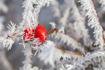 Red rose hip buds on plant frozen in winter