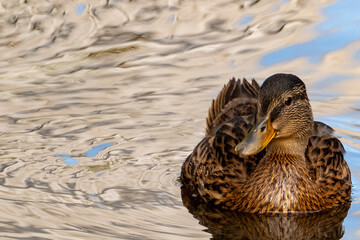 Eine Stockente am Wasser
