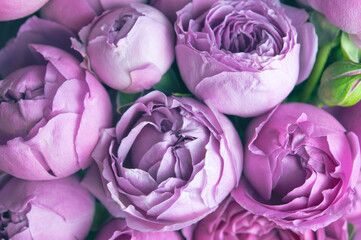 Obraz premium Floral backdrop with beautiful flowers. Lilac background with peonies. Trendy texture of flower petals, branches and leaves, close up. Botanical poster of garden decorative plants for design template.