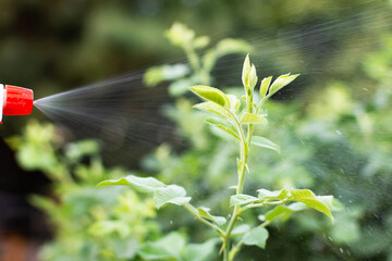 manual spraying of green leafs from diseases and pests