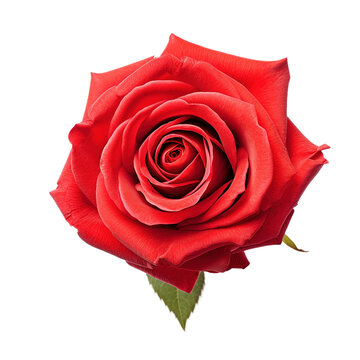 Beautiful red rose isolated on transparent background