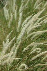 Close up shot of White Fountain Grass. Its scientific name is Pennisetum Setaceum.