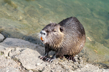 Nutria, a close-up of the nutria looking away standing on a stone against the backdrop of a river, lake or pond on a sunny day. Wild animals, animals in the natural environment.