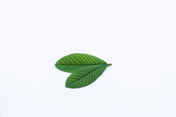 Fototapeta na wymiar Guava leaves on a white background