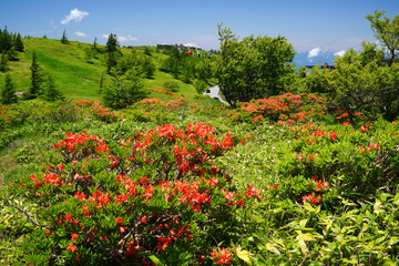 美ヶ原高原に咲くレンゲツツジ