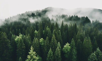 Obraz premium a forest with a lot of trees in the middle of it. generative ai