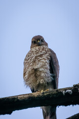 A female Eurasian sparrowhawk sits on the branch and looks into a camera. Close-up portrait of Eurasian sparrowhawk in the evening.