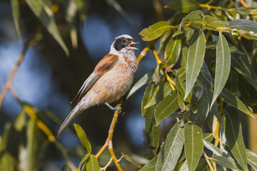 Eurasian penduline tit (Remiz pendulinus) sits on the willow branch and sings in the summer morning. European penduline tit close-up portrait with open beak.	