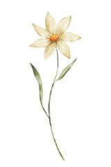 Fototapeta na wymiar Flower for greeting card, invitation, poster, wedding decoration. Illustration isolated on white. 