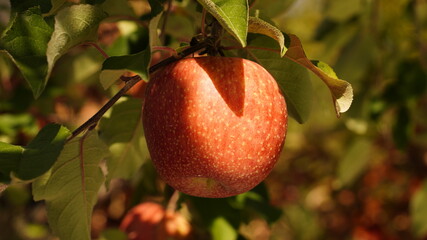 Eoreumgol Honey Apples grown in Miryang, Korea