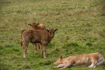 Naklejka na ściany i meble Cows on grass field, one cow ist lying in the meadow