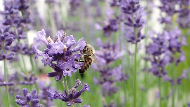 Honey bee (Apis mellifera) collecting pollen at violet flower in SLOW MOTION HD VIDEO. Bee pollinates lavender flower on blur background.  Close-up macro. Quarter speed.