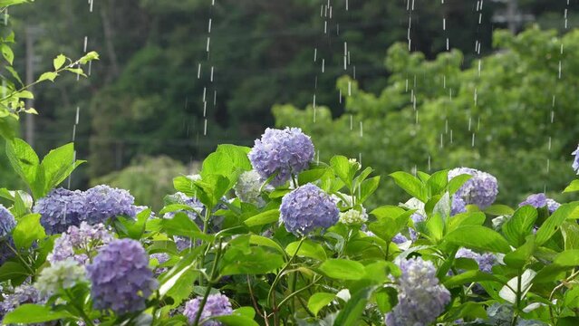 雨降りの軒下のアジサイ