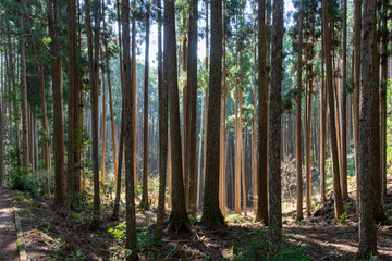 mage filling view of thick forest along footpath or Kumano Kodo pilgrimage trail, Japan and UNESCO heritage site with long thin trees and some brightly lit by the sun