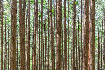 Image filling view of long thin trees in thick forest along footpath or Kumano Kodo pilgrimage...