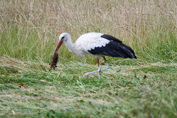 Weißstorch bei der Futtersuche	
