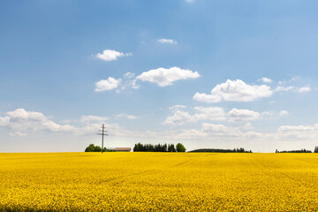 Agricultural field with flowering bright yellow rapeseed or oilseed rape (family of Brassicaceae) cultivated for its oil-rich seed, which contains erucic acid; farm building and power at end of field