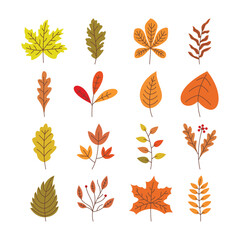Set of autumn leaves vector