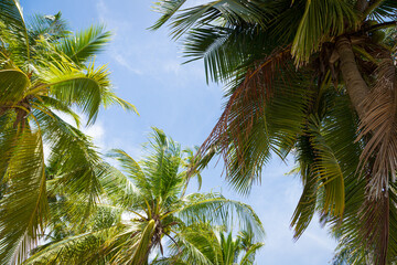 Fototapeta premium coconut tree on the beach