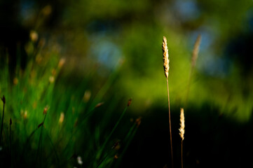 grass in the wind