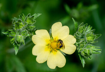 Close-up of a brown-winged sweat bee collecting nectar from the yellow flower on a sulphur cinquefoil plant that is growing in a meadow on a warm summer day in June with a blurred background. - obrazy, fototapety, plakaty
