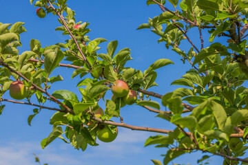 Beautiful view of apple tree on blue sky background.