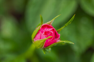 Macro view of flower of red roses with rain drops.