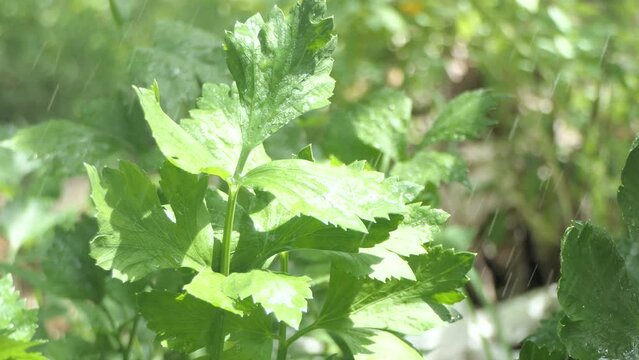 organic green celery harvested on vegetable farm. Harvest time