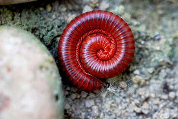 The Millipedes will typically coil up with their head in the center when disturbed, When the...
