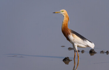Javan Pond Heron work during the breeding season foraging in swamps,thailand