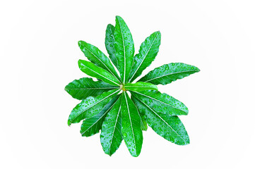 top view of Impala Lily  ( Adenium obesum ) leaves  with drop of water on white background,isolated