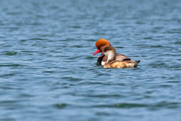 Red Crested Pochard (Male & Female)