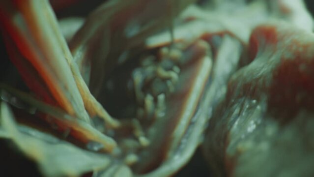 Macro of a strange organic structure, plant or alien body part, internal organs. Extraterrestrial creature detail. Horror, spooky cinematic background. Slow motion. Sci-fi, science fiction.