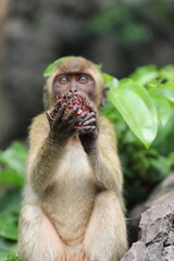 Macaques eat, Thailand