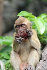 Macaques eat, Thailand