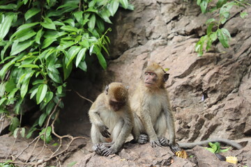 Macaque juveniles, Thailand