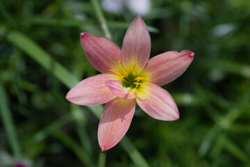Rain Lily flower in the garden with blur background. Orange Rain Lily Flower.